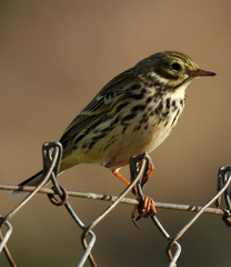 Anthus pratensis