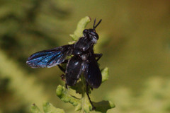 Hermya