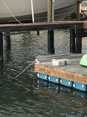 Butorides virescens image