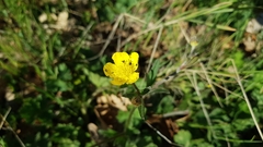 Ranunculus neapolitanus