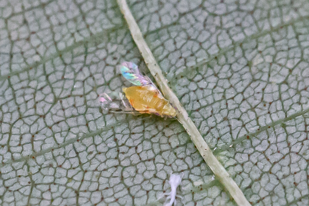 Monellia microsetosa