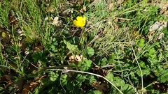 Ranunculus neapolitanus