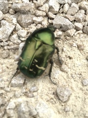 Cetonia aurata aurata