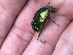 Cetonia aurata aurata