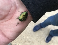 Cetonia aurata aurata