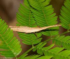 Pyrgomorphidae