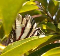 Protographium epidaus fenochionis
