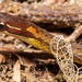 Two Striped Leaf Litter Snake - Photo (c) Thiago Gonçalves Coronado Antunes, some rights reserved (CC BY-NC), uploaded by Thiago Gonçalves Coronado Antunes