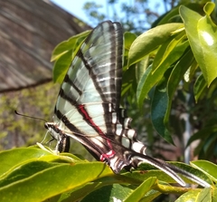 Protographium epidaus fenochionis