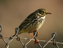 Anthus pratensis