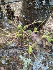 Peperomia leptophylla