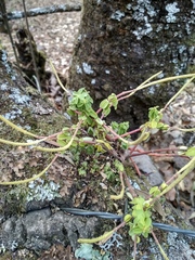 Peperomia leptophylla