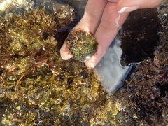 Bryopsis pennata secunda