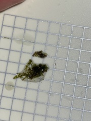 Bryopsis pennata secunda