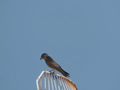 Stelgidopteryx serripennis ridgwayi