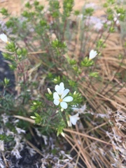 Leptosiphon floribundus