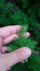 Taxus canadensis