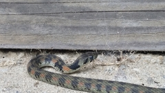 Rhabdophis tigrinus tigrinus