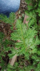 Taxus canadensis