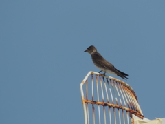 Stelgidopteryx serripennis ridgwayi
