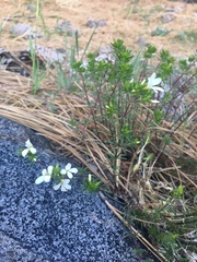 Leptosiphon floribundus