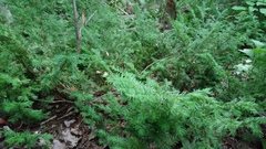 Taxus canadensis