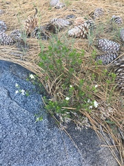 Leptosiphon floribundus