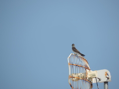 Stelgidopteryx serripennis ridgwayi