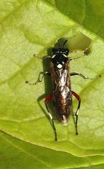 Macrophya punctumalbum