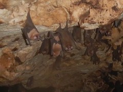 Mormoops megalophylla