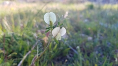 Vicia hybrida