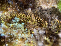Coelothrix irregularis