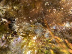 Coelothrix irregularis