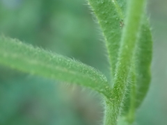 Plagiobothrys greenei