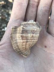Stramonita canaliculata
