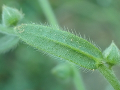 Plagiobothrys greenei