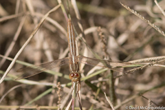 Crocothemis