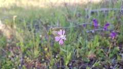 Silene conica