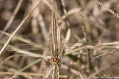 Crocothemis