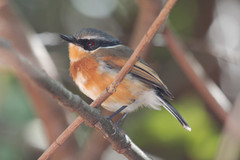 Batis capensis