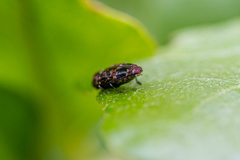 Brachys ovatus