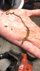 Diversibipalium multilineatum