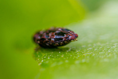Brachys ovatus