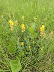 Crotalaria globifera