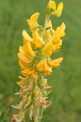 Crotalaria globifera