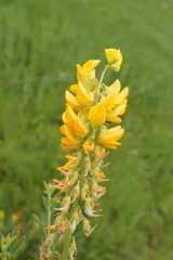 Crotalaria globifera