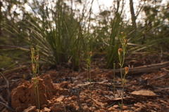 Pterostylis antennifera