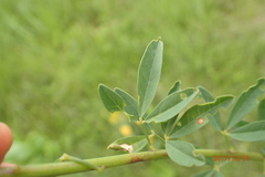 Crotalaria globifera