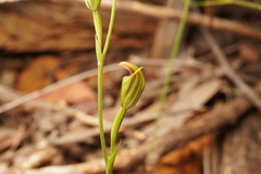 Pterostylis antennifera