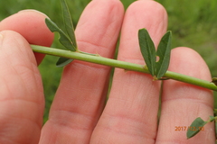 Crotalaria globifera